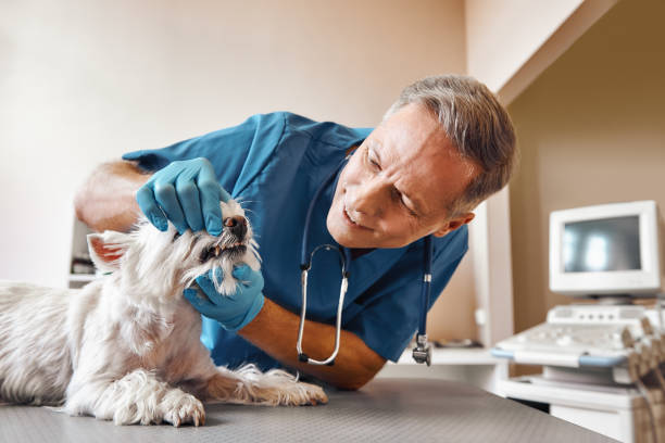 Best Emergency Dental Care for Trauma or Injury in North Bay Village, FL